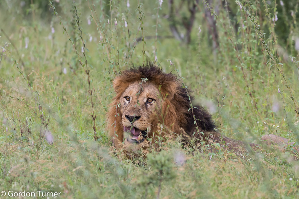 <h2>The Best of South Africa Escorted 2019</h2>Kruger Safari, Cape Town, the Winelands & Garden Route | 14 Nights | 5 Rounds | February 23 - March 9